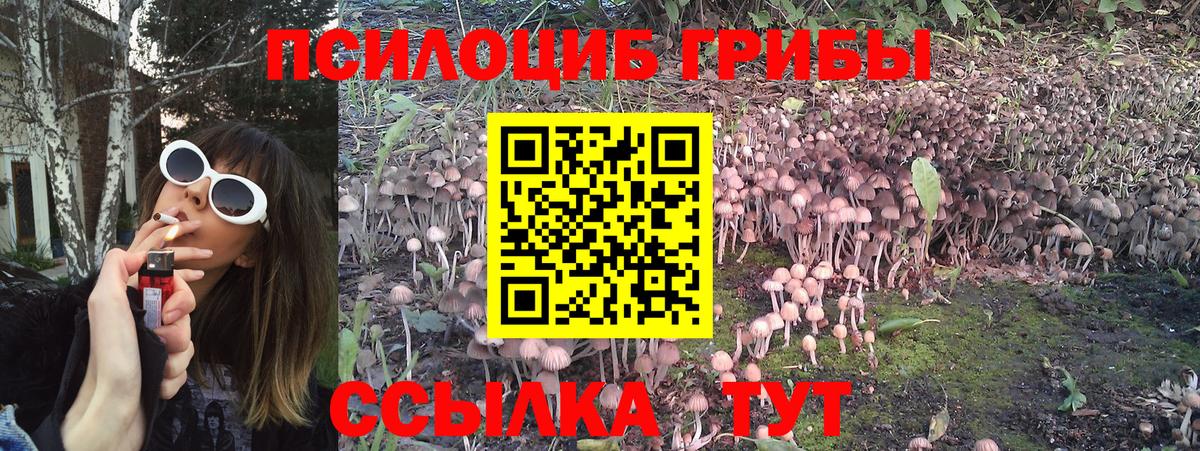 Краснодар  Псилоцибиновые грибы Cubensis  Вход с VPN 